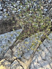 Croton