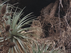 Bubo virginianus magellanicus