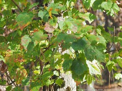 Drepanaphis acerifoliae