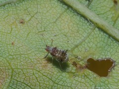 Drepanaphis acerifoliae