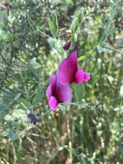 Lathyrus tingitanus