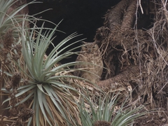 Bubo virginianus magellanicus