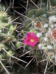 Mammillaria compressa compressa
