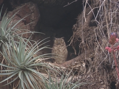 Bubo virginianus magellanicus