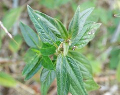 Asclepias texana