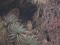 Bubo virginianus magellanicus