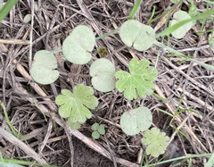 Geranium carolinianum