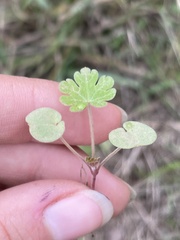 Geranium carolinianum