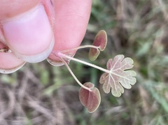 Geranium carolinianum