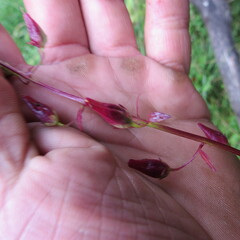 Alonsoa meridionalis