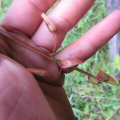 Alonsoa meridionalis