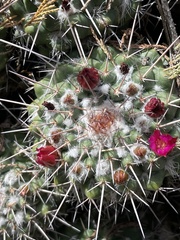 Mammillaria compressa compressa