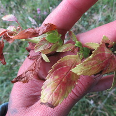 Alonsoa meridionalis