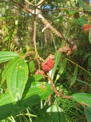 Melastoma