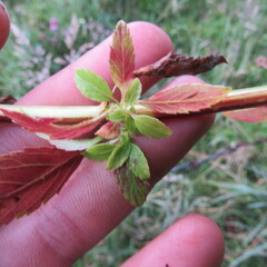 Alonsoa meridionalis