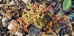 Euphorbia vermiculata
