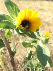 Dianthidium subparvum