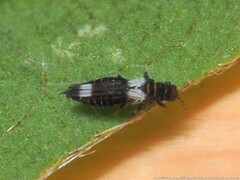 Caliothrips cinctipennis