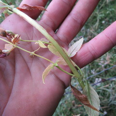 Alonsoa meridionalis