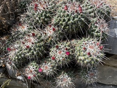 Mammillaria compressa compressa