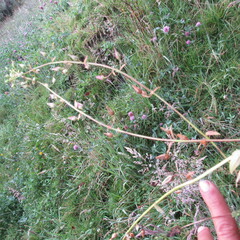 Alonsoa meridionalis