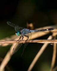 Micrathyria aequalis