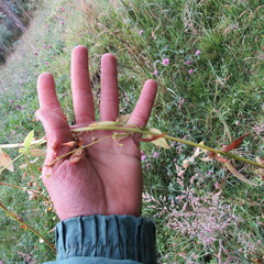 Alonsoa meridionalis