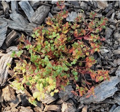Euphorbia vermiculata