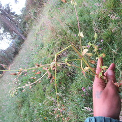 Alonsoa meridionalis