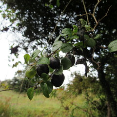 Salpichroa tristis