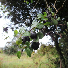 Salpichroa tristis