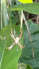 Argiope aetheroides
