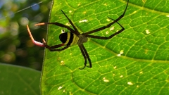 Argiope aetheroides