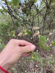 Ageratum corymbosum