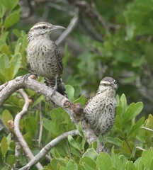 Campylorhynchus yucatanicus