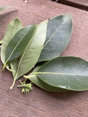 Lophostemon confertus