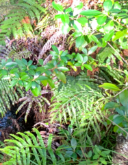 Asplenium haurakiense