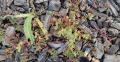 Euphorbia vermiculata