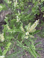 Eysenhardtia polystachya