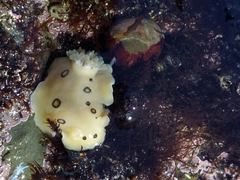 Diaulula sandiegensis