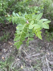 Bursera