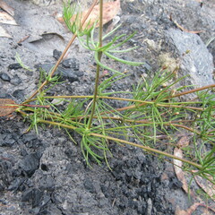 Spergula arvensis