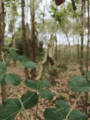 Crotalaria pallida