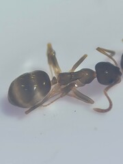 Prolasius advena