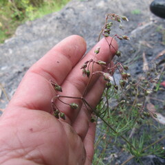 Spergula arvensis