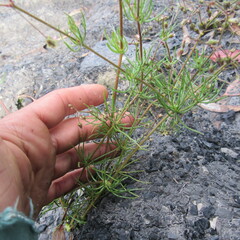 Spergula arvensis