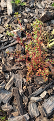 Euphorbia vermiculata