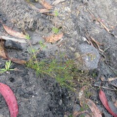 Spergula arvensis