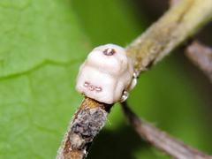 Ceroplastes cirripediformis