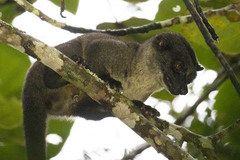 Arctogalidia trivirgata